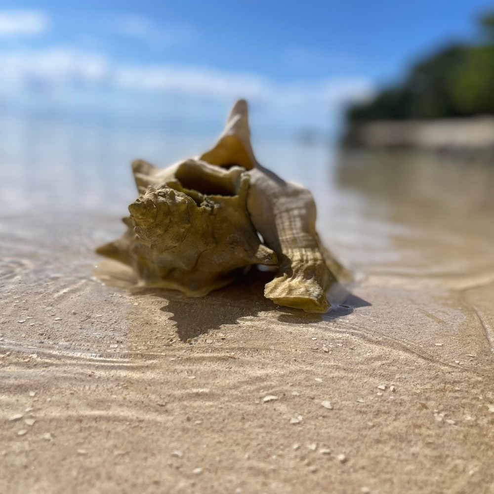 Meet your Posher, Mirjan